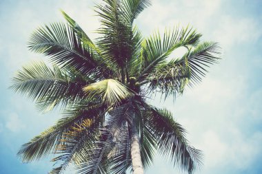 Hindistan cevizi ağacı meyve ile.