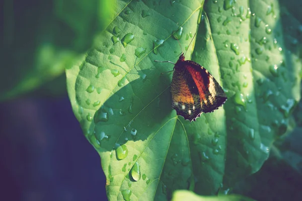 Yeşil yapraklı kelebek