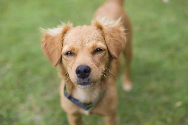 A puppy standing and looking to camera. — Stock Photo, Image