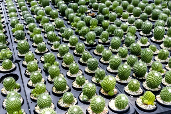 Vacker grön bakgrund av små cactus i många pot. — Stockfoto
