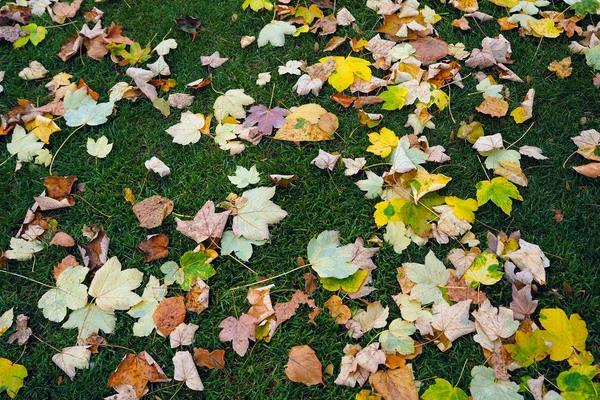Maple leaves falling on green grass.