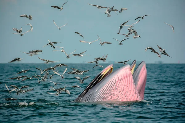 Two whale (Mother and son) opening their mouth to eat anchovy.