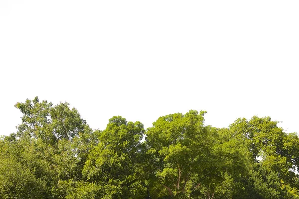 Doğa arka plan yeşil ile izole bırakır