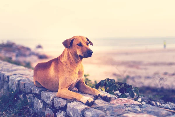 Sahile yakın oturan evsiz köpek