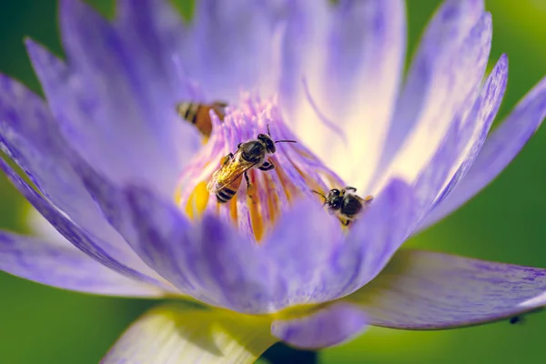 Belle fleur de nénuphar fleurissant avec des abeilles . — Photo