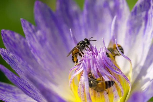 Abeille miel sur fleur de nénuphar floraison . — Photo