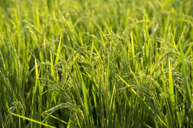 Tayland pirinç bitki. Doğal yeşil arka plan.