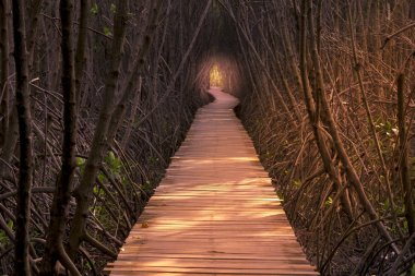 Ahşap geçit mangrov orman içinde. Doğa arka plan.