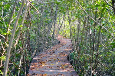Ahşap geçit mangrov orman içinde. Doğa arka plan.