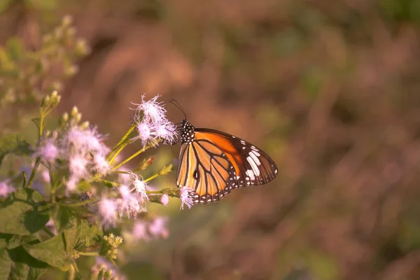 Schöner Schmetterling (gemeiner Tiger)) — Stockfoto