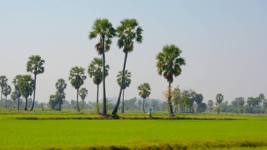 pirinç alanında çalışan bir çiftçi