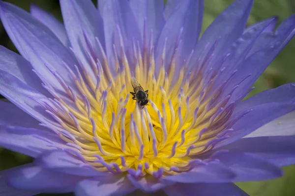 Macro shot sur abeille essaimant sur la fleur de lotus . — Photo