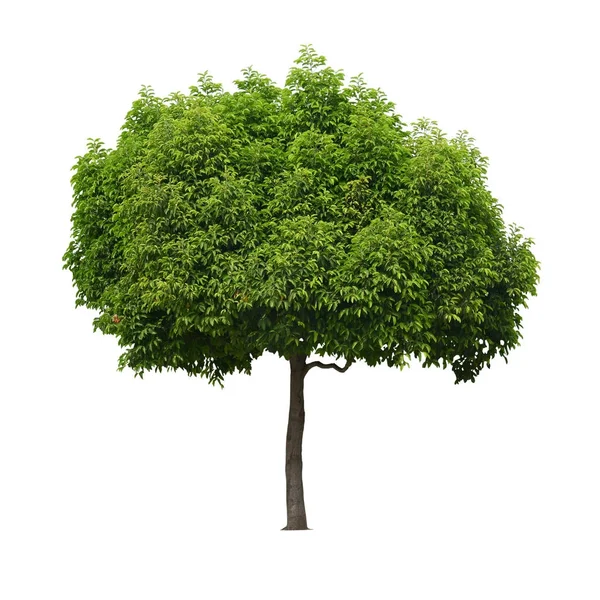 A real tree isolated white background. — Stock Photo, Image