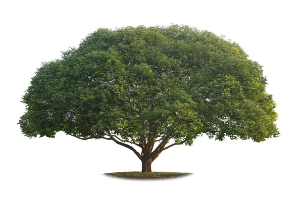 A real big tree isolated on white background. — Stock Photo, Image