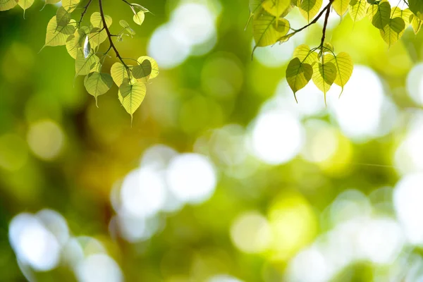 Fondos verdes. Bonhi hojas colgando . — Foto de Stock