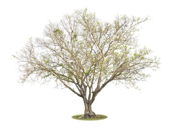 İzole büyük yapraksız ağacı (Bonhi).