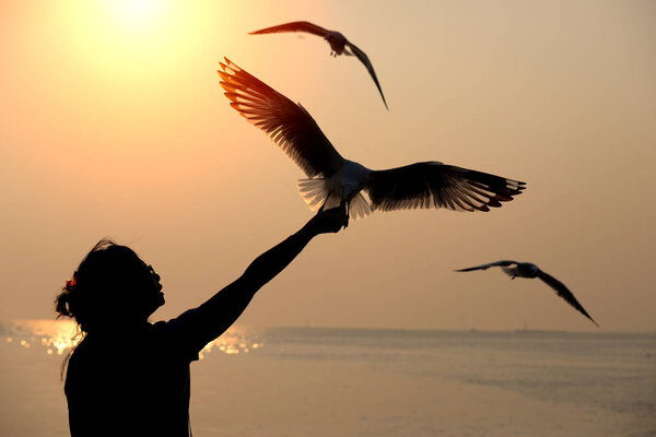 Silhouette of seagull flying and eat food from wohan hand.