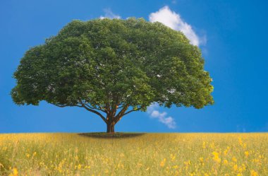 Arka plan için güzel doğa.