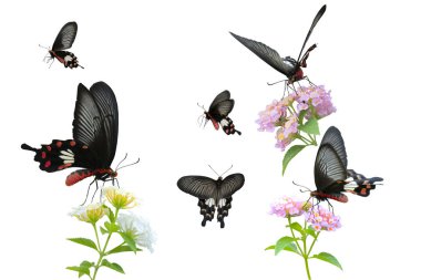 Kırmızı kelebek (ortak Rose) izole topluluğu.