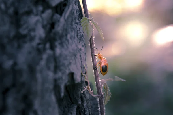 Ladybug on vine trunk and sunlight in background. — Stock Photo, Image