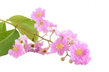 İzole güzel pembe çiçek buketi (Lythraceae)