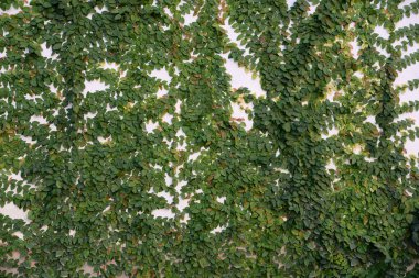 Beyaz duvara tırmanma asma bitki.