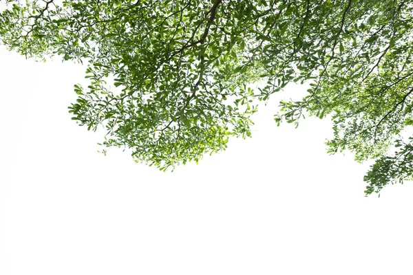 Ağaç dalları (Fildişi Sahili badem ile yeşil yaprakları)