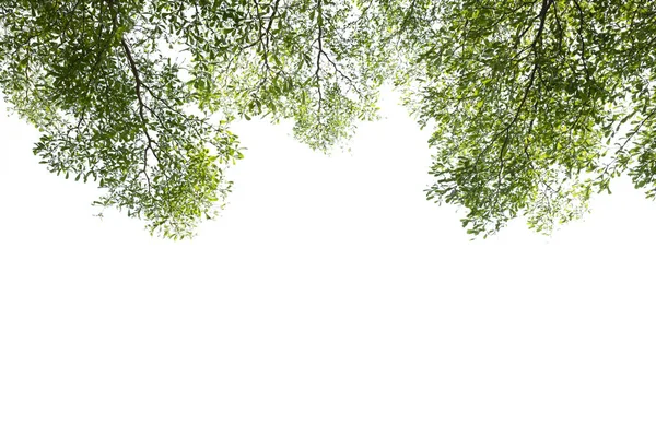 Ağaç dalları (Fildişi Sahili badem ile yeşil yaprakları)