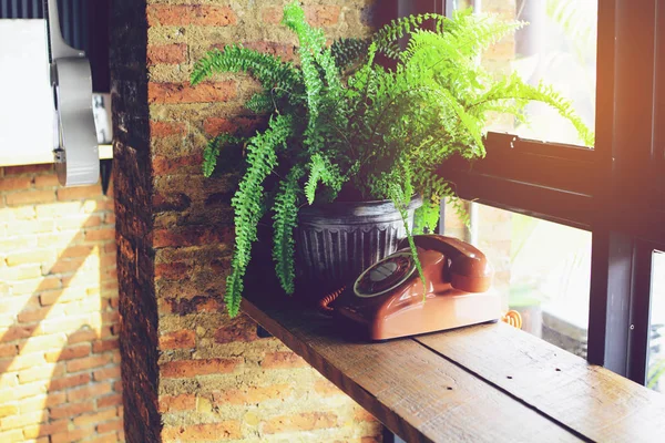 Eski stil telefon ve bitki pot ahşap tezgahın üzerine yerleştirilen.