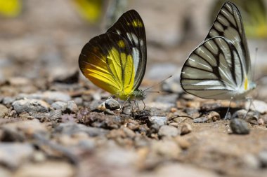 Kelebekler yerden besleniyor.