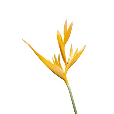 Beyaz arka planda izole edilmiş sarı çiçek. Bu resimde clipp var