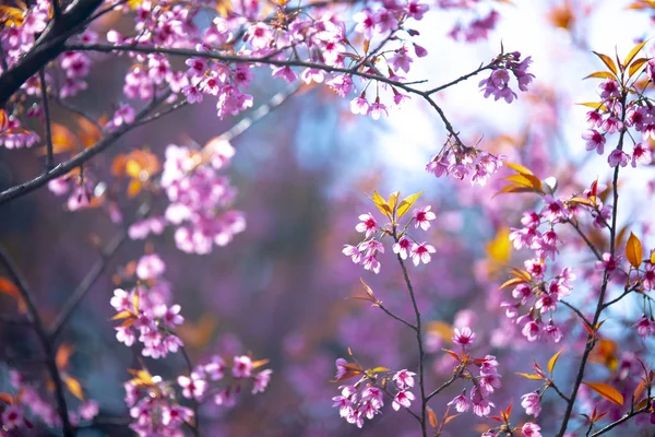 Rosafarbene Blumen blühen im Garten. — Stockfoto