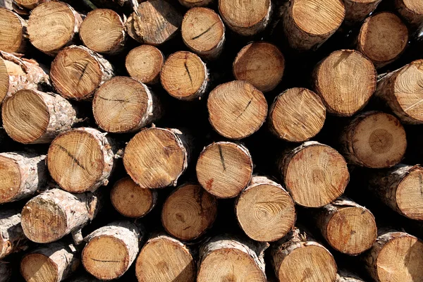 Wood logs Stack — Stock Photo, Image