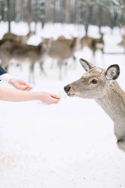 Gehakt beeld van handen van vrouw en man die jonge herten voeden in het winterwoud — Stockfoto