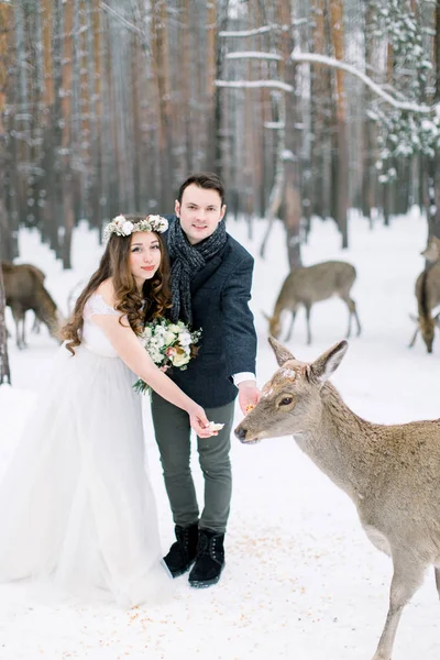 Νέοι αγάπη μοντέρνα όμορφο γάμο ζευγάρι υπαίθρια το χειμώνα δάσος σίτιση ελάφια. Ομορφιά, ευτυχία, αγάπη, οι εποχές έννοια — Φωτογραφία Αρχείου