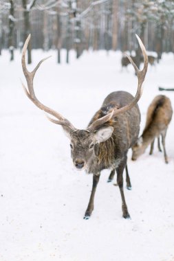 Kar fırtınasında bir ormanda geyik sürüsü. Kış, orman, vahşi hayvanlar.