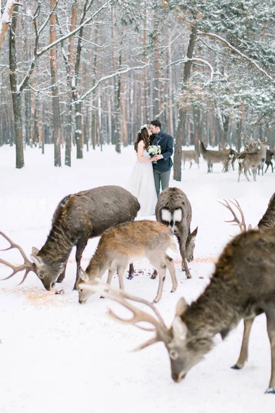 Loving wedding couple hugging each other while walking in winter forest. Herd deer in front of the bride and groom. Winter wedding.