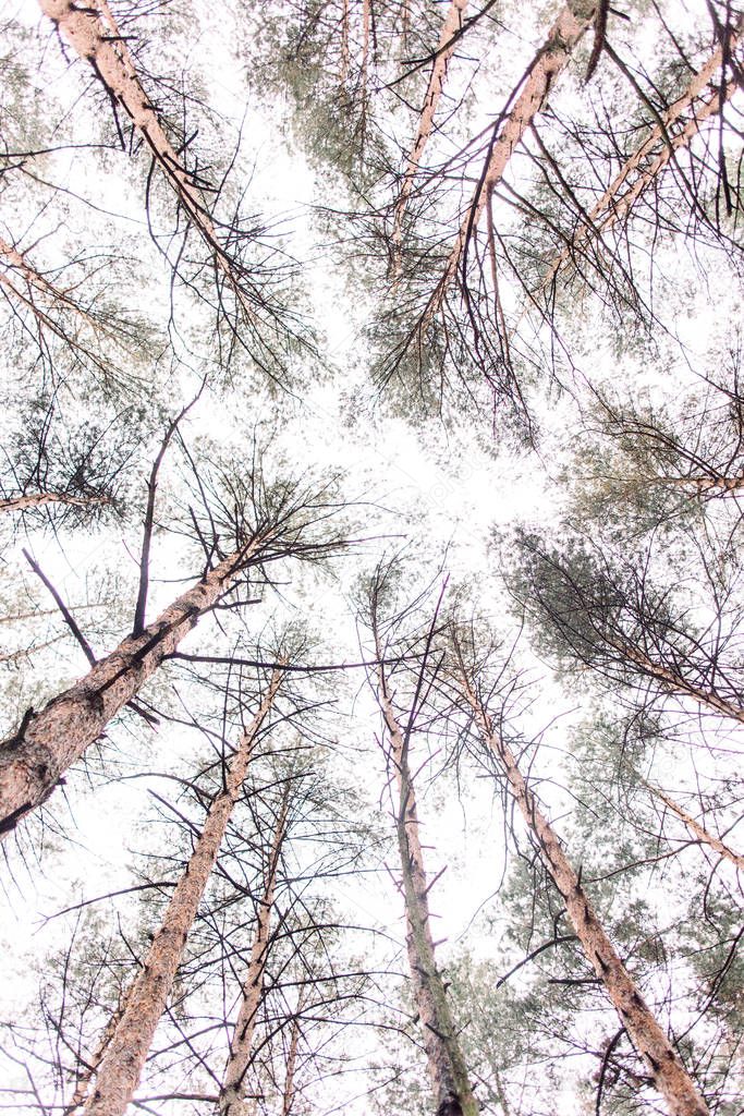 Looking Up In Beautiful Pine Coniferous Forest Trees. Bottom View. Old Greenwood Forest. Pines Trunks And Branches In Sunset Sunlight.