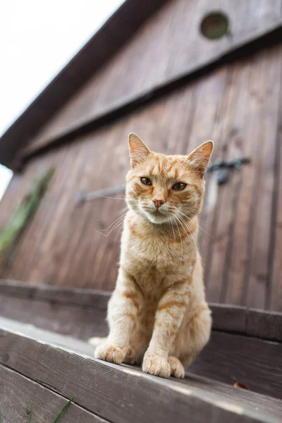 Большая милая красная кошка смотрит в камеру, сидит на лестнице на заднем плане деревянного сарая — стоковое фото