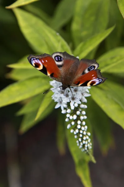 Butterfly on a Flower — Stock Photo, Image