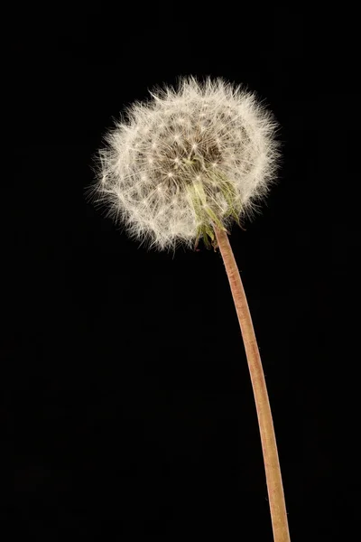 特写镜头上的 dandelion 种子 — 图库照片