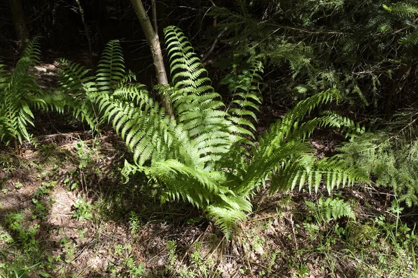林床におけるワラビ在雨林中的大嘴鸟 — ストック写真