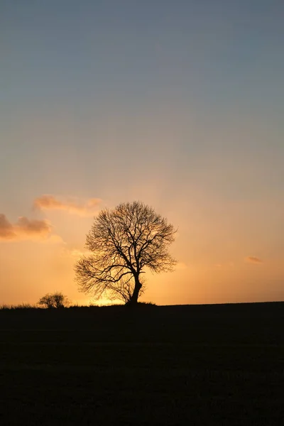 Arbre solitaire au coucher du soleil — Photo