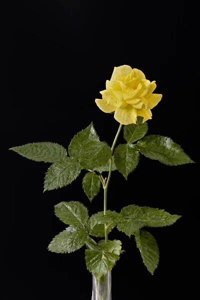 Yellow rose on a black background — Stock Photo, Image