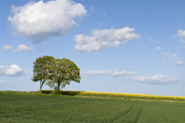 Drzewa na polu rzepaku — Zdjęcie stockowe