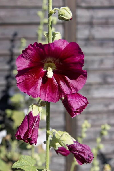 Zbliżenie na Hollyhock — Zdjęcie stockowe