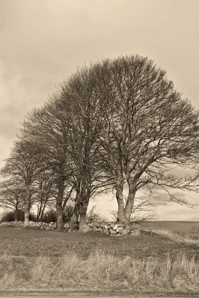 Stromy na kamenných zdí — Stock fotografie