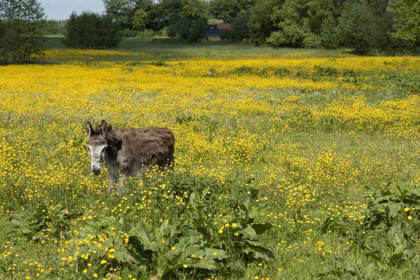 Åsna i ett fält med smörblommor — Stockfoto