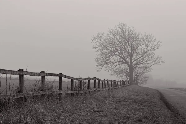 Голі дерева у тумані — стокове фото