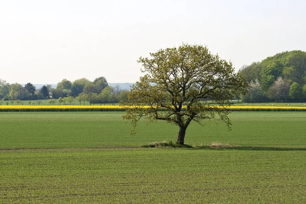 Árvore solitária no campo — Fotografia de Stock